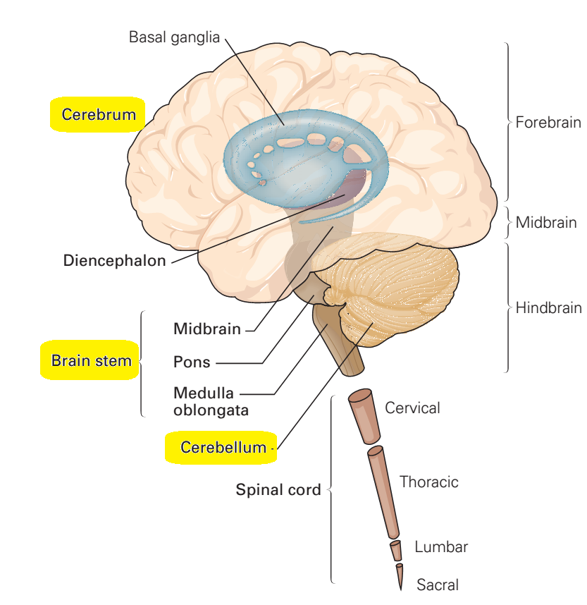 Brain structure [KA13]
