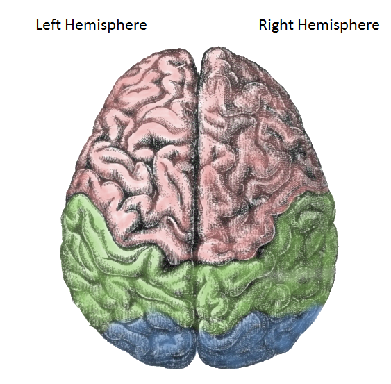 Left and right hemisphere
