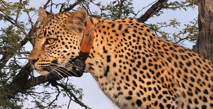 Wildlife Tracking
